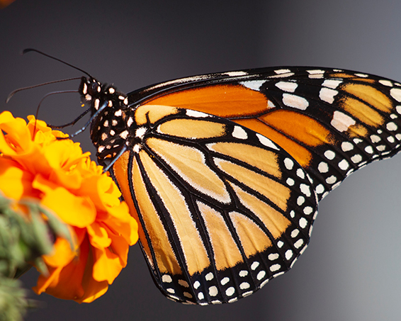 Butterly on Flower