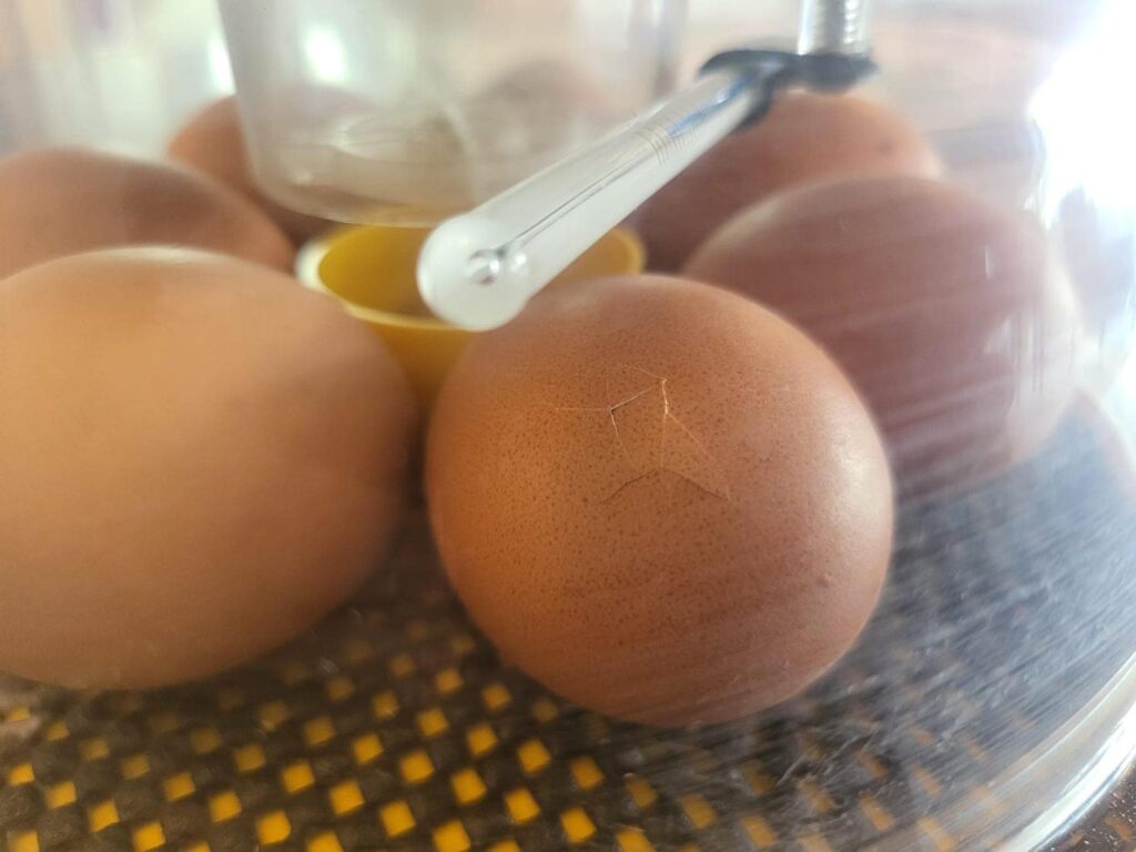 egg-hatching